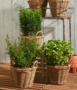 Säulen-Spindelstrauch 'Green Rocket' -Garten Und Außenbereich 7177694 WE MO 001 Euonymus