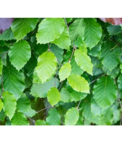 7,5 Meter Rotbuche, 30 X Ca. 125-150 Cm -Garten Und Außenbereich 7185077 FagusSylvaticaDetailLuckner