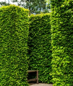 7,5 Meter Rotbuche, 30 X Ca. 125-150 Cm -Garten Und Außenbereich 7185093 WE MO 002 RotbucheFagusSylvatica