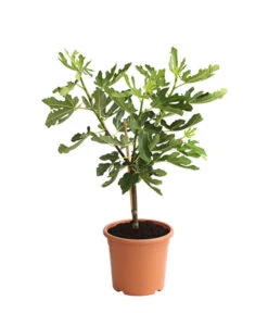 Bestseller -Garten Und Außenbereich 7186448 PR FS 001 FicusCaricaFeigePfaelzerStamm7LDehnerExpressHerzig