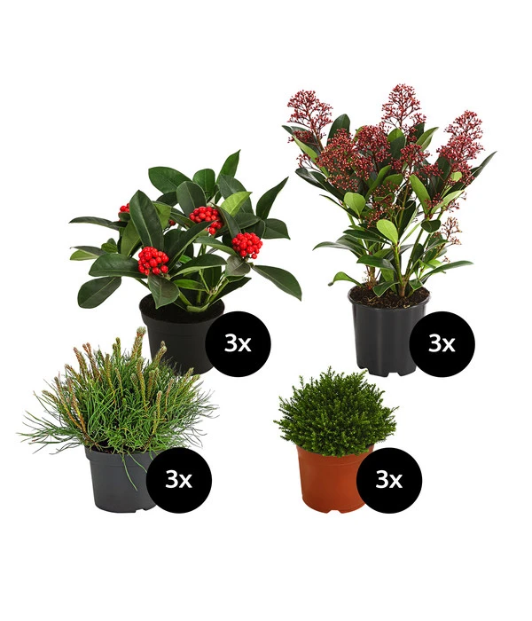 Grabpflanzen-Set Unvergessen, 12-teilig 1 Grabpflanzen-Set Unvergessen, 12-teilig