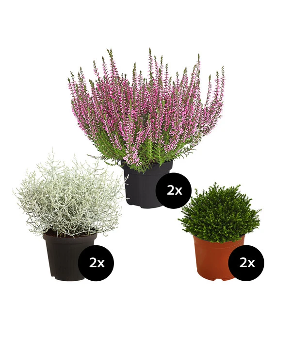 Grabpflanzen-Set Zeitlos, 6-teilig 1 Grabpflanzen-Set Zeitlos, 6-teilig