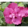 Hibiskus 'Purple Ruffles®' - Garten-Eibisch