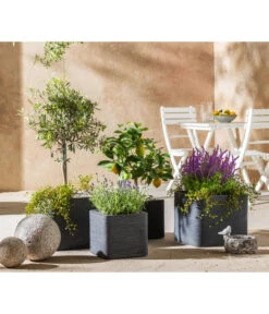 Lavendel 'Royal Blue' -Garten Und Außenbereich 7296874 WE MO 001 MediterranOliveZitroneFeige