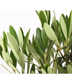 Olive, Stämmchen 10 Olive, Stämmchen -Garten Und Außenbereich 7297088 WE DE 001 OleaEuropaeaT14DehnerExpressHerzig