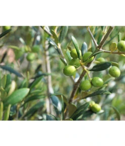 Olive, Stämmchen 11 Olive, Stämmchen -Garten Und Außenbereich 7297088 WE DE 002 OliveOleaEuropaeaStamm Pixabay