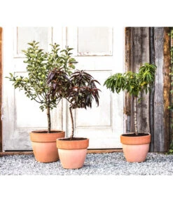 Bestseller -Garten Und Außenbereich 7357239 WE MO 001 PrunCistenaAllgreen