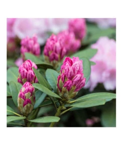 Rhododendron, 10 L -Garten Und Außenbereich 7431885 PR DE 017 RhododendronRosaLuckner