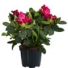 Rhododendron, 10 L