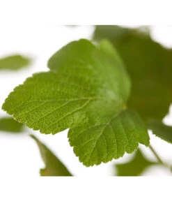 Blut-Johannisbeere 'King Edward VII' -Garten Und Außenbereich 7453749 WE DE 001 RibesSanguineumKingEdwardVIIJohannisbeere3LDehnerExpressZS