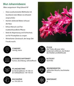 Blut-Johannisbeere 'King Edward VII' -Garten Und Außenbereich 7453749 WE IG 001 BlutJohannisbeere