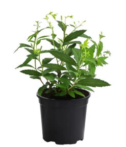 Rote Sommerspiere 'Anthony Waterer' 3 Rote Sommerspiere 'Anthony Waterer' -Garten Und Außenbereich 7485873 WE FS 002 SpiraeaBumaldaAnthonyWatererRoteSommerspiereT13