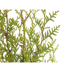 13 Meter Lebensbaum 'Brabant', 40 X Ca. 100-125 Cm -Garten Und Außenbereich 7511009 WE DE 001 LebensbaumThujaOccidentalisBrabant3L