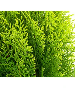 Gelber Zwerg-Lebensbaum 'Aurea Nana' -Garten Und Außenbereich 7515422 WE DE 001 ThujaOrientalisAureaNanaLebensbaum3LDehnerExpressHerzig