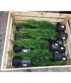 18 Meter Lebensbaum 'Smaragd', 60 X Ca. 60-80 Cm -Garten Und Außenbereich 7516685 PR DE 001 ThujaPalette5L