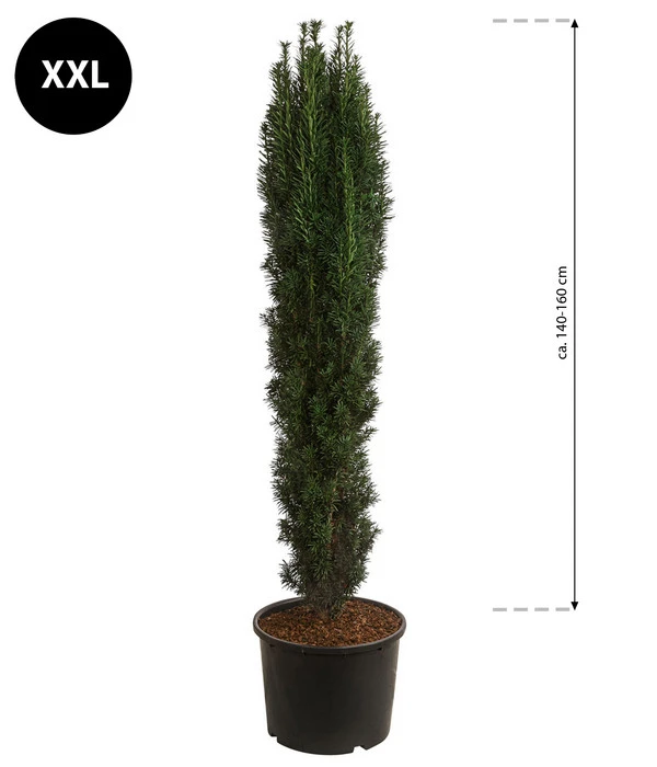 XXL Schmale Säuleneibe 'Fastigiata Robusta', Ca. 140-160 Cm 2 XXL Schmale Säuleneibe 'Fastigiata Robusta', Ca. 140-160 Cm – Bild 2