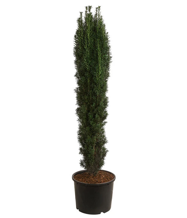 XXL Schmale Säuleneibe 'Fastigiata Robusta', Ca. 140-160 Cm 1 XXL Schmale Säuleneibe 'Fastigiata Robusta', Ca. 140-160 Cm