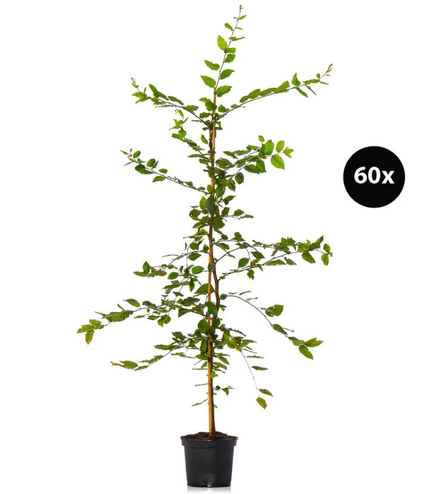 15 Meter Hainbuche, 60 X Ca. 150-175 Cm 1 15 Meter Hainbuche, 60 X Ca. 150-175 Cm