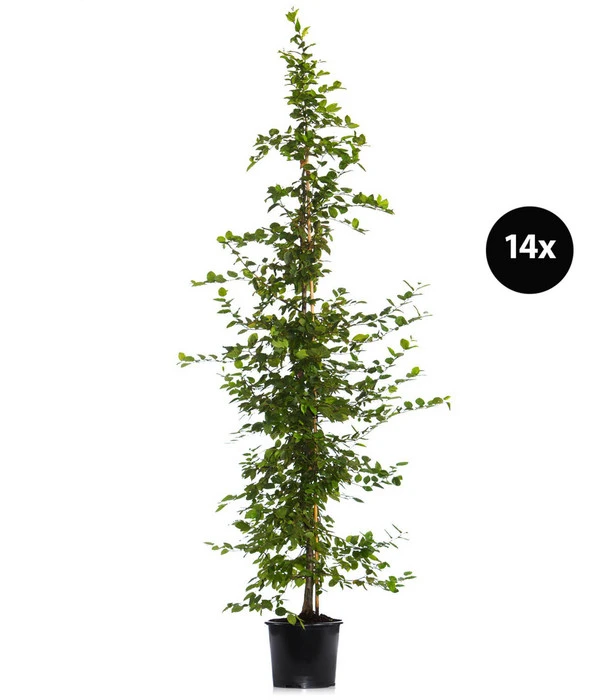 7 Meter Hainbuche, 14 X Ca. 200-225 Cm 1 7 Meter Hainbuche, 14 X Ca. 200-225 Cm