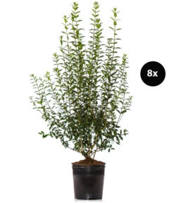 4 Meter Wintergrüner Liguster 'Atrovirens', 8 X Ca. 150-175 Cm