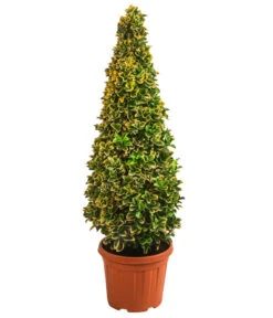 Japanischer Spindelstrauch 'Elegantissima Aurea', Ca. 130-150 Cm