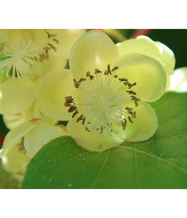 Kiwi 'Nostino', Männlich 1 Kiwi 'Nostino', Männlich