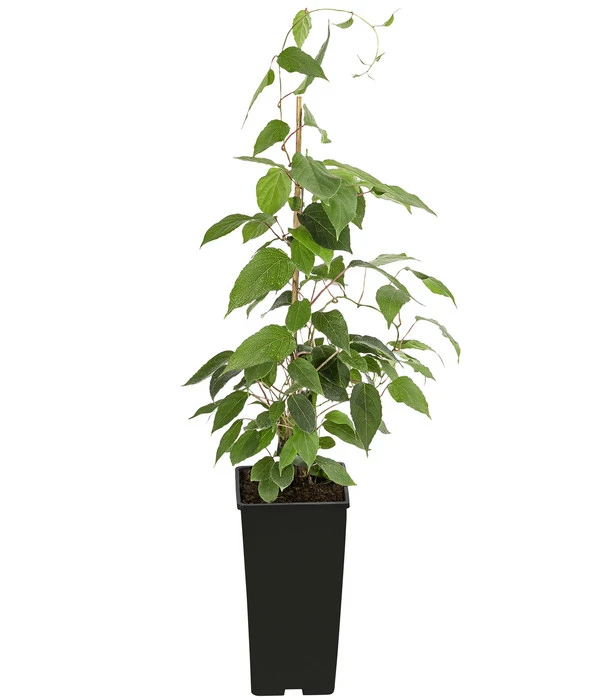 Kiwi 'Nostino', Männlich 2 Kiwi 'Nostino', Männlich – Bild 2