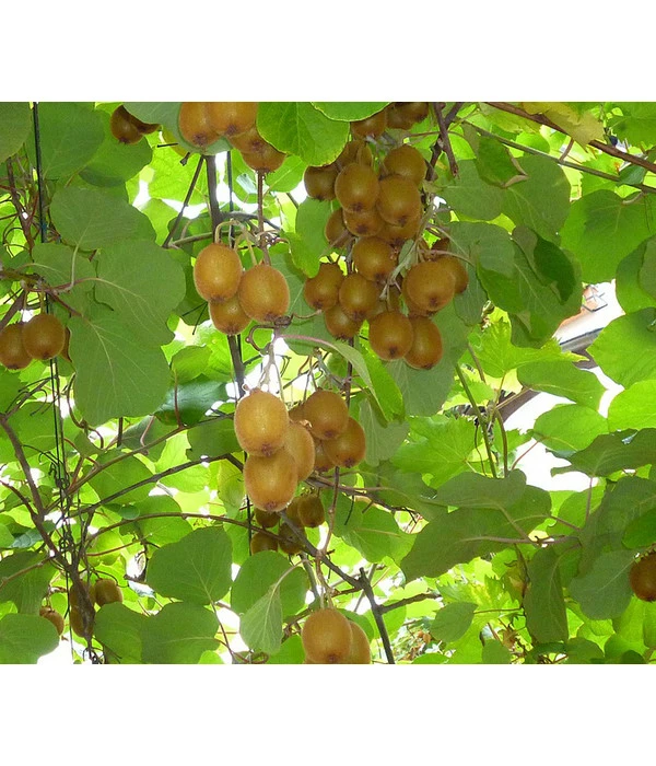 Kiwi 'Solo' 1 Kiwi 'Solo'