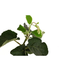 Kiwi 'Solo' 5 Kiwi 'Solo' -Garten Und Außenbereich 7600448 WE DE 001 KiwiSolo