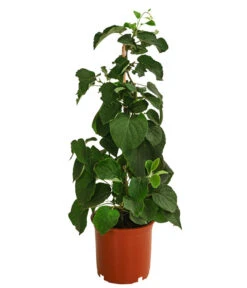 Kiwi 'Solo' 4 Kiwi 'Solo' -Garten Und Außenbereich 7600448 WE FS 001 KiwiSolo