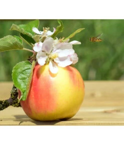 Zwergapfel 'Galina' -Garten Und Außenbereich 7604697 WE MO 002 ApfelGalinaZwergPixabay