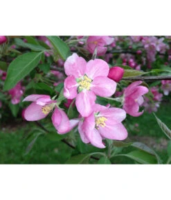 Rotfleischiger Apfel 'Baya Marisa' 7 Rotfleischiger Apfel 'Baya Marisa' -Garten Und Außenbereich 7610488 PR DE 001 MalusApfelRotfleischigBluetePixabay