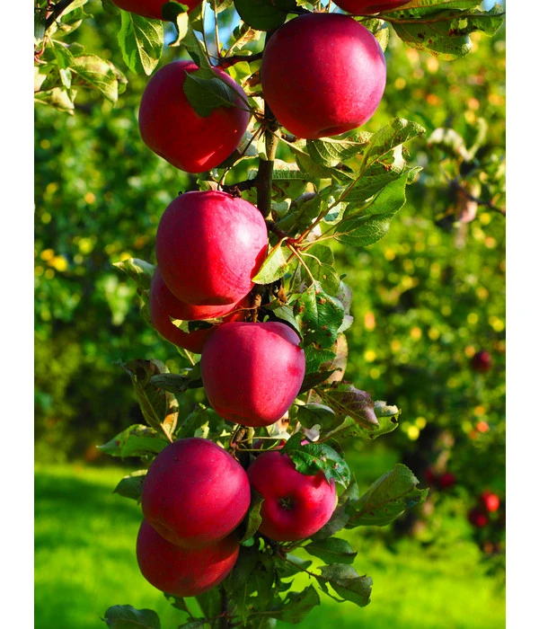 Rotfleischiger Apfel 'Baya Marisa' 2 Rotfleischiger Apfel 'Baya Marisa' – Bild 2