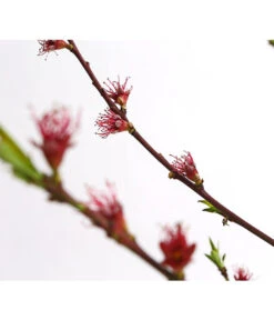 Dehner Pfirsich 'Benedicte' -Garten Und Außenbereich 7611155 WE DE 001 PfirsichBenedicteDehnerExpressHerzig