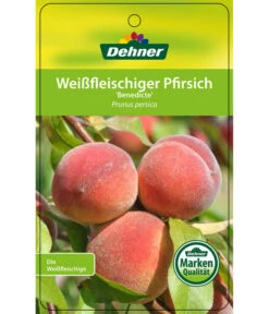 Dehner Pfirsich 'Benedicte' -Garten Und Außenbereich 7611155 WeissfleischigerPfirsichBenedicte Etikett 1