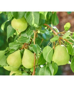 Zwergbirne 'Luisa' 5 Zwergbirne 'Luisa' -Garten Und Außenbereich 7611999 WE DE 003 PyrusZwergbirneBirnePixabay