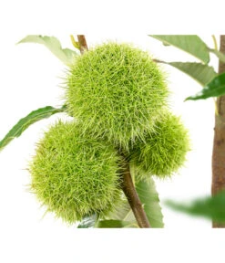 Esskastanie 'Bouche Rouge' -Garten Und Außenbereich 7621964 WE DE 002 CastaneaSativaBocheRougeEsskastanie