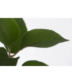 Winterapfel 'Goldparmäne' 9 Winterapfel 'Goldparmäne' -Garten Und Außenbereich 7654999 PR DE 001 ApfelGoldparmaeneMalusBusch95LiteDehnerExpressZS