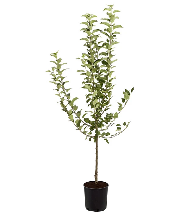 Winterapfel 'Goldparmäne' 3 Winterapfel 'Goldparmäne' – Bild 3