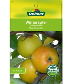 Winterapfel 'Goldparmäne' 10 Winterapfel 'Goldparmäne' -Garten Und Außenbereich 7654999 WinterapfelGoldparmaere Etikett 1
