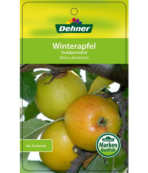 Winterapfel 'Goldparmäne' 5 Winterapfel 'Goldparmäne' – Bild 5
