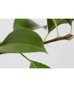 Sommerbirne 'Gute Luise' -Garten Und Außenbereich 7658578 PR DE 001 BirneGuteLuisePyrusBusch95LiterDehnerExpressZS