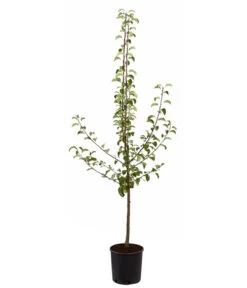 Sommerbirne 'Gute Luise' -Garten Und Außenbereich 7658578 PR FS 001 BirneGuteLuisePyrusBusch95LiterDehnerExpressZS