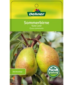 Sommerbirne 'Gute Luise' -Garten Und Außenbereich 7658578 SommerbirneGuteLuise Etikett 1