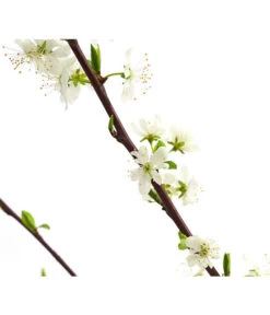 Zwetschge 'Haroma' -Garten Und Außenbereich 7662703 WE DE 001 ZwetschgeHaromaDehnerExpressHerzig