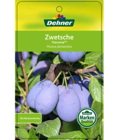 Zwetschge 'Haroma' -Garten Und Außenbereich 7662703 ZwetscheHaroma Etikett 1