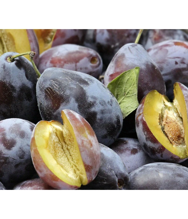 Zwetschgen-Duo 'Hauszwetsche'/'Oullins Reneklode' 3 Zwetschgen-Duo 'Hauszwetsche'/'Oullins Reneklode' – Bild 3