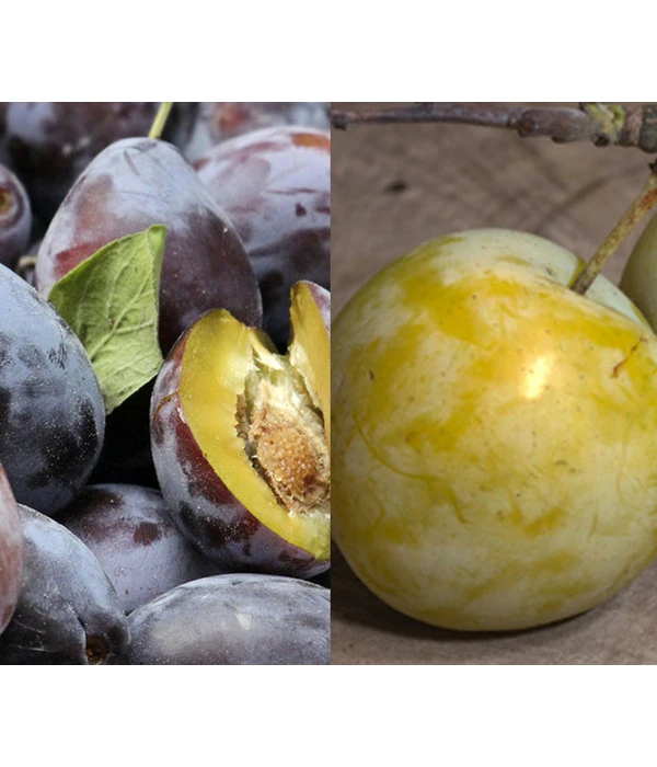 Zwetschgen-Duo 'Hauszwetsche'/'Oullins Reneklode' 1 Zwetschgen-Duo 'Hauszwetsche'/'Oullins Reneklode'