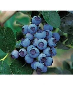 Bestseller 3 Dehner Gourmet Garten Heidelbeere 'Spartan'