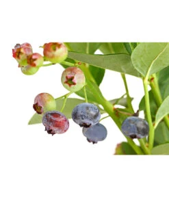 Dehner Gourmet Garten Heidelbeere 'Spartan' -Garten Und Außenbereich 7665508 PR DE 002 GourmetGartenHeidelbeereSpartan3LiterDehnerExpressHerzig